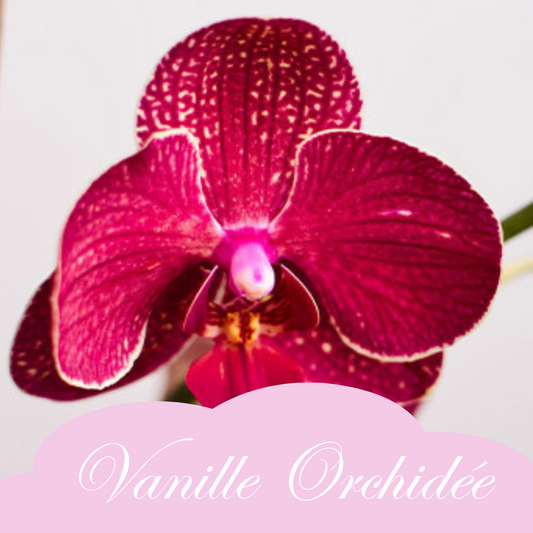 Vanille Orchidée