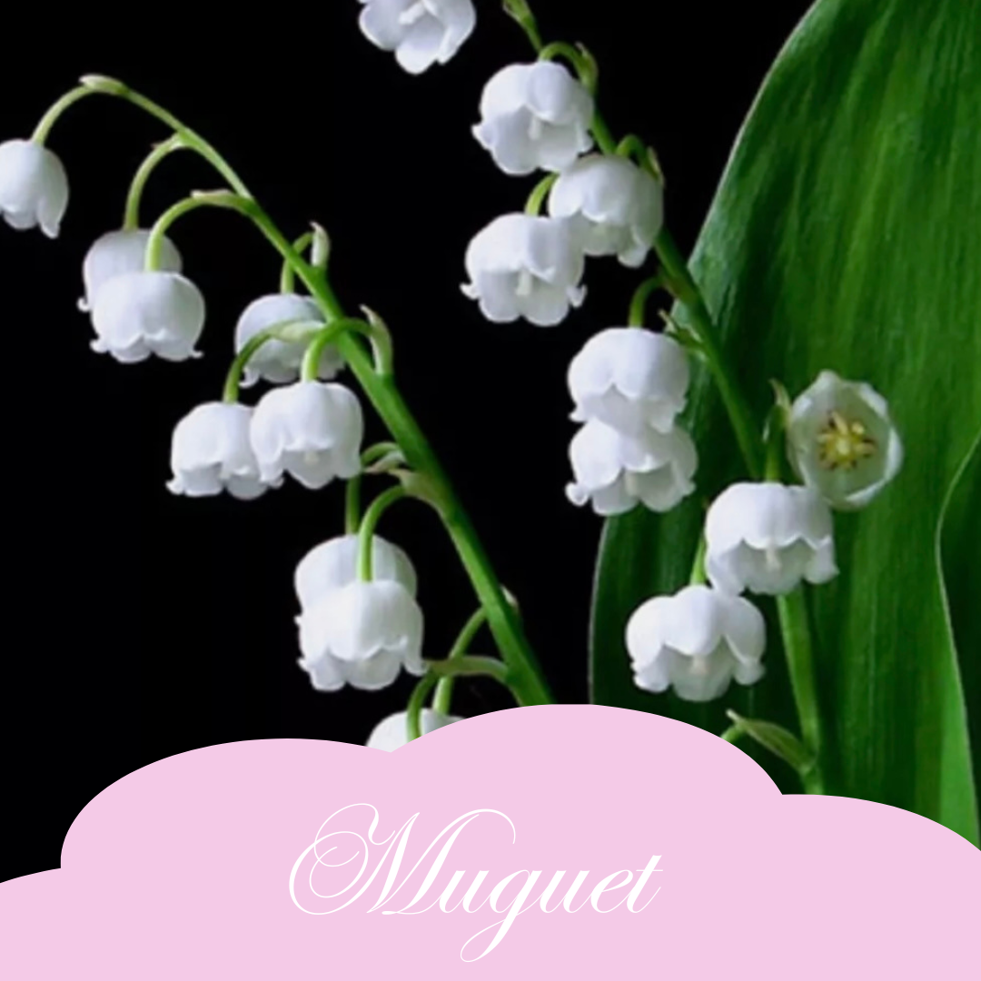 Muguet